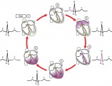 2023_ECG_Tracing_with_Heart_ContractionN[1]