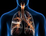 bronchi[1]