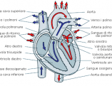 cuore