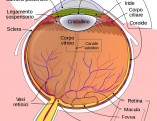 oculista-roma-intervento-cataratta-medico-didomenico01a[1]