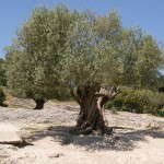 olivo-o-ulivo_NG1